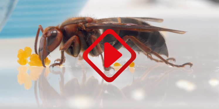 Foto: Aziatische hoornaar vormt groot gevaar voor mens en biodiversiteit