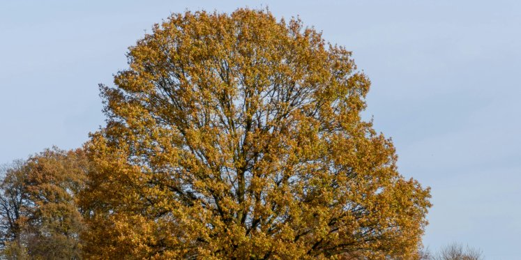 Foto: Bergeijk schaft herplantplicht af en voert Bomenfonds in