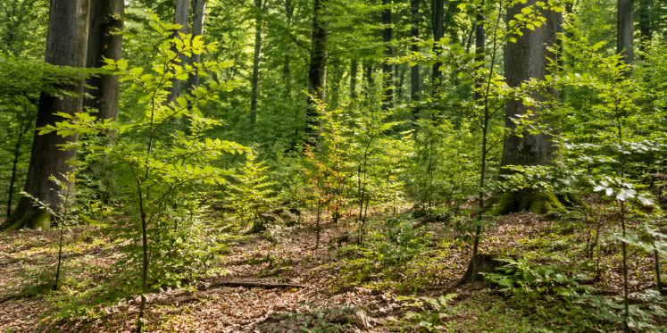 Foto: Gemeente Bergeijk werkt samen met Trees for All en ASML aan verjonging van gemeentelijke bos