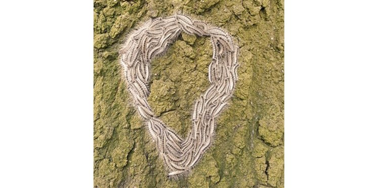 Foto: Bestrijding overlast eikenprocessierups in Heeze-Leende