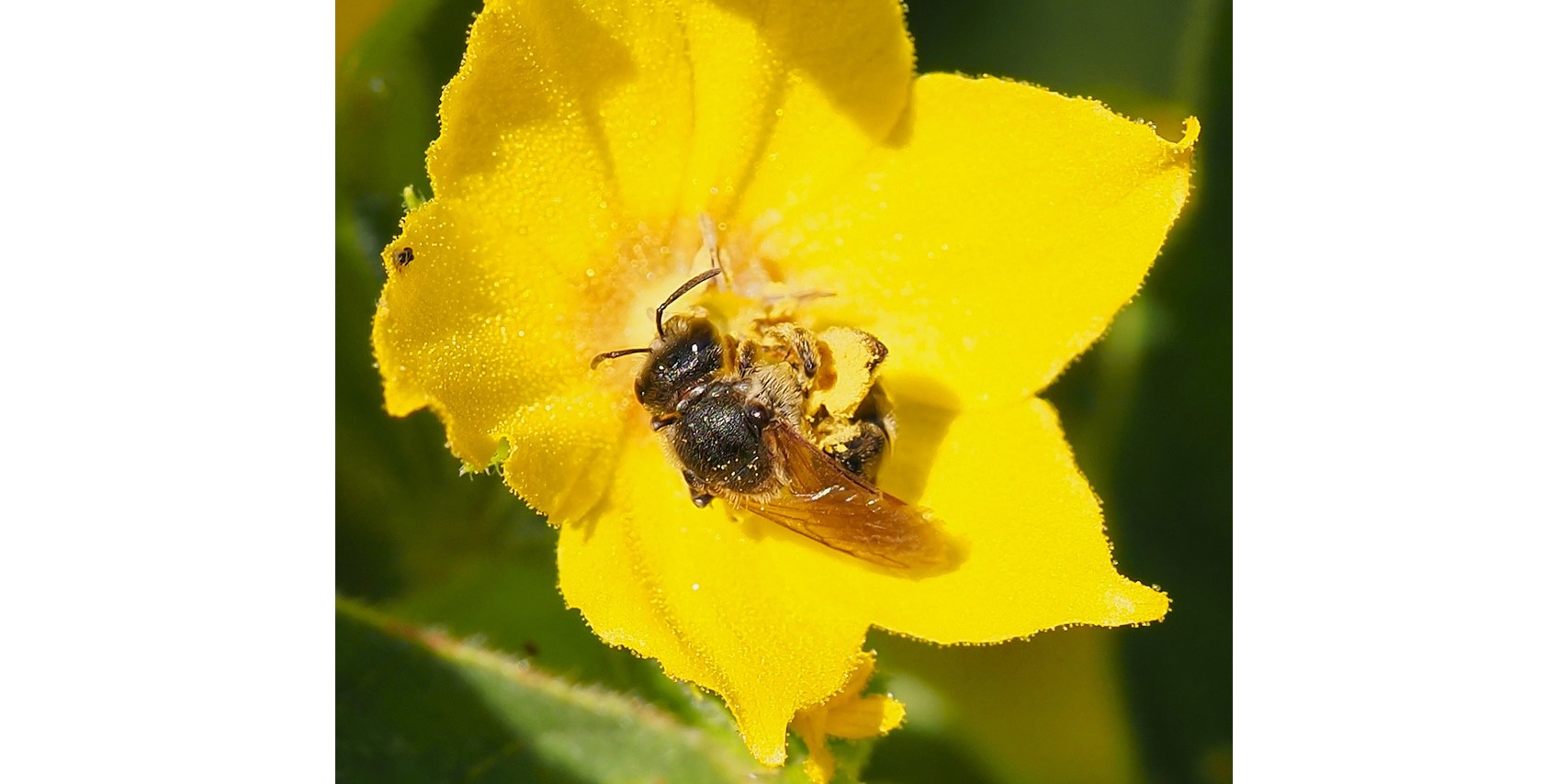 Foto: 20/27 mei: IVN Cranendonck organiseert natuurwandelingen