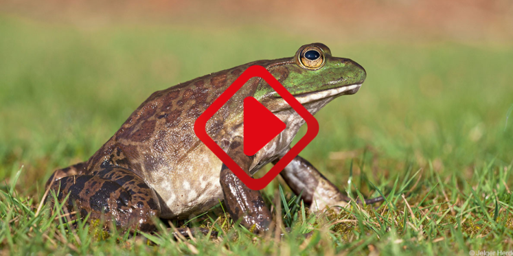 Foto: Provincie grijpt in om uitbreiding Amerikaanse stierkikker in Brabantse natuur te voorkomen