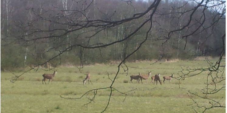 Foto: 3 juni: Mindfulnesswandeling in het Weerterbos