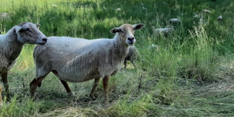 Foto: Heideschapen keren terug in Bladel voor groenbeheer