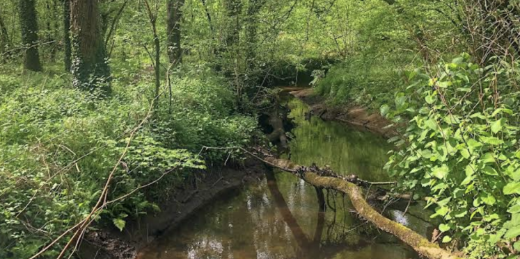 Foto: Beekdal Reusel gesloten wegens gevaar omvallende bomen