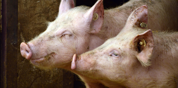Foto: Raad van State: Reusel-De Mierden mocht vergunningaanvraag varkensstallen buiten behandeling laten