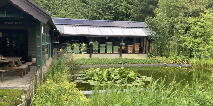 Foto: Bijen- en insectenparadijs De Immenhof in Budel bestaat 40 jaar
