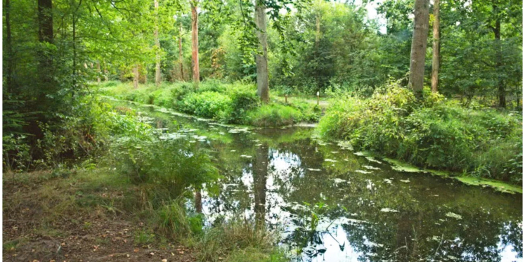 Foto: 11/19 juli: IVN Heeze-Leende organiseert twee natuurwandelingen in juli