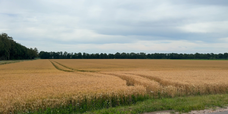 Foto: Inwoners Bergeijk zien voordelen van windmolens in De Pielis; 'voor bewoners nabij natuurgebied is het wat minder'