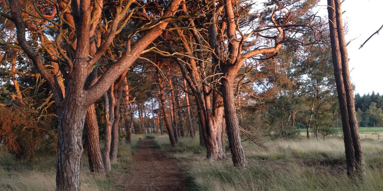 Foto: IVN neemt wandelaars mee 'in het spoor van de freule' door de Herbertusbossen