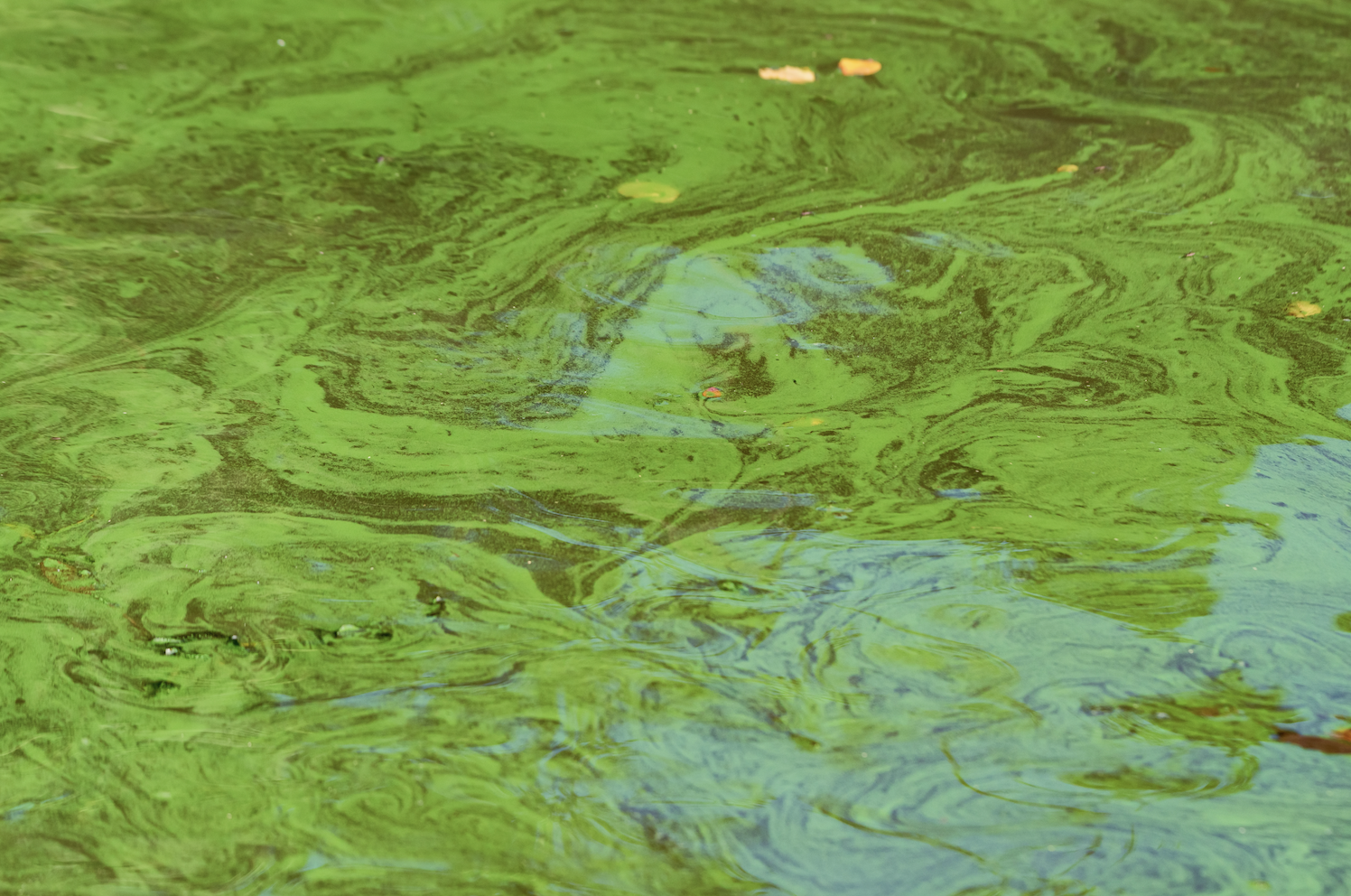 Foto: Waterschap waarschuwt voor blauwalg in het Dommelgebied