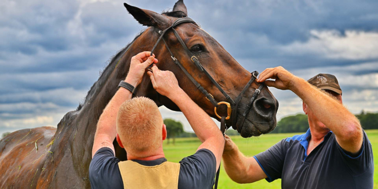 Foto: Hulpdiensten halen paard uit water in Steensel