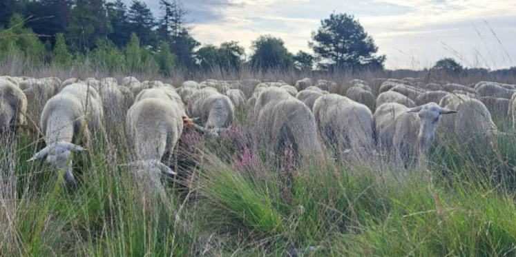 Foto: Schaapskudde ingezet voor herstel heide op de Groote Cirkel