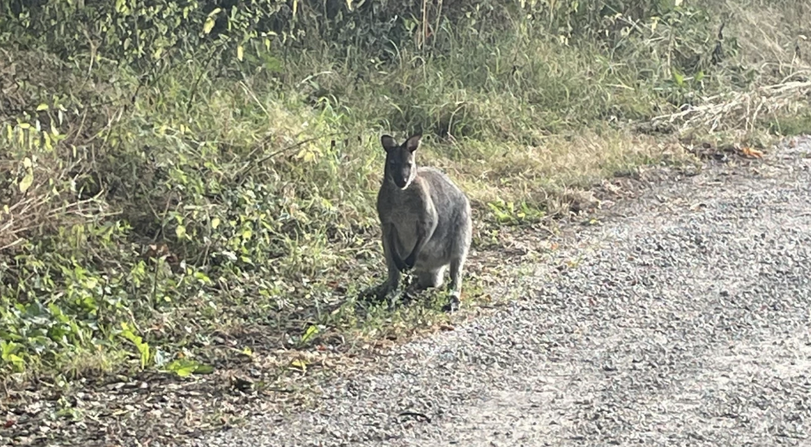 Foto: Ontsnapte wallaby hupt rond in Veldhoven: 'Vangen lukt niet'