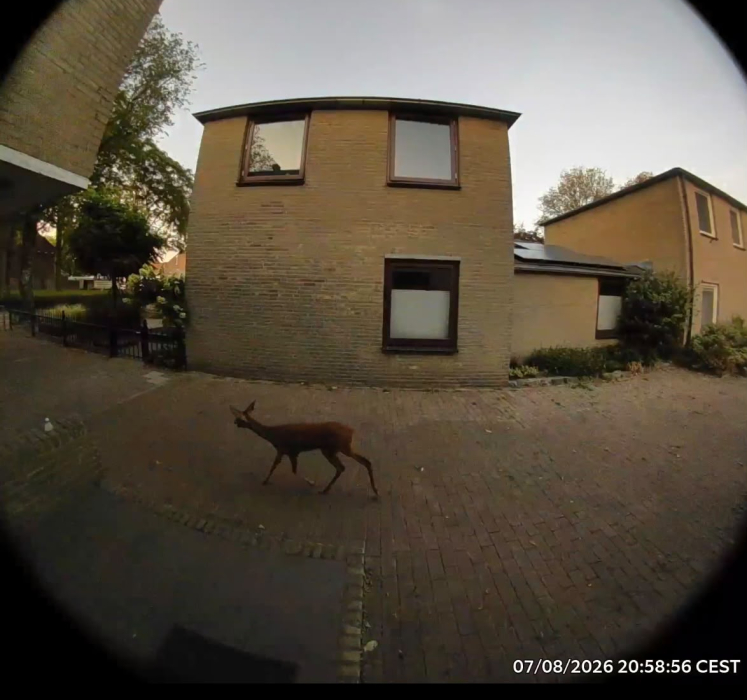 Foto: Ree wandelt 's avonds door Veldhovense wijk: 'Nog nooit eerder hier gezien'