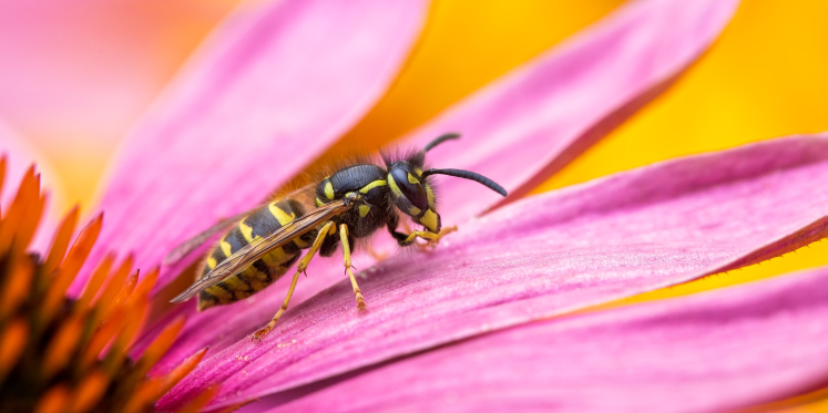 Foto: Zijn er veel wespen dit jaar? Nationale Wespentelling begint komend weekend