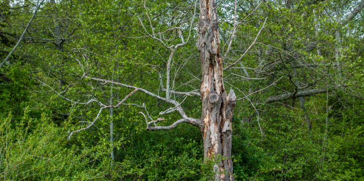 Foto: Valkenswaard verwijdert komende maanden verzwakte bomen