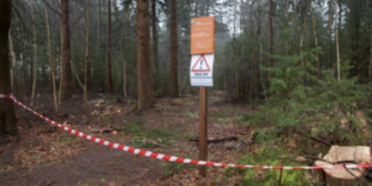 Foto: Boswerkzaamheden in De Pan in Maarheeze