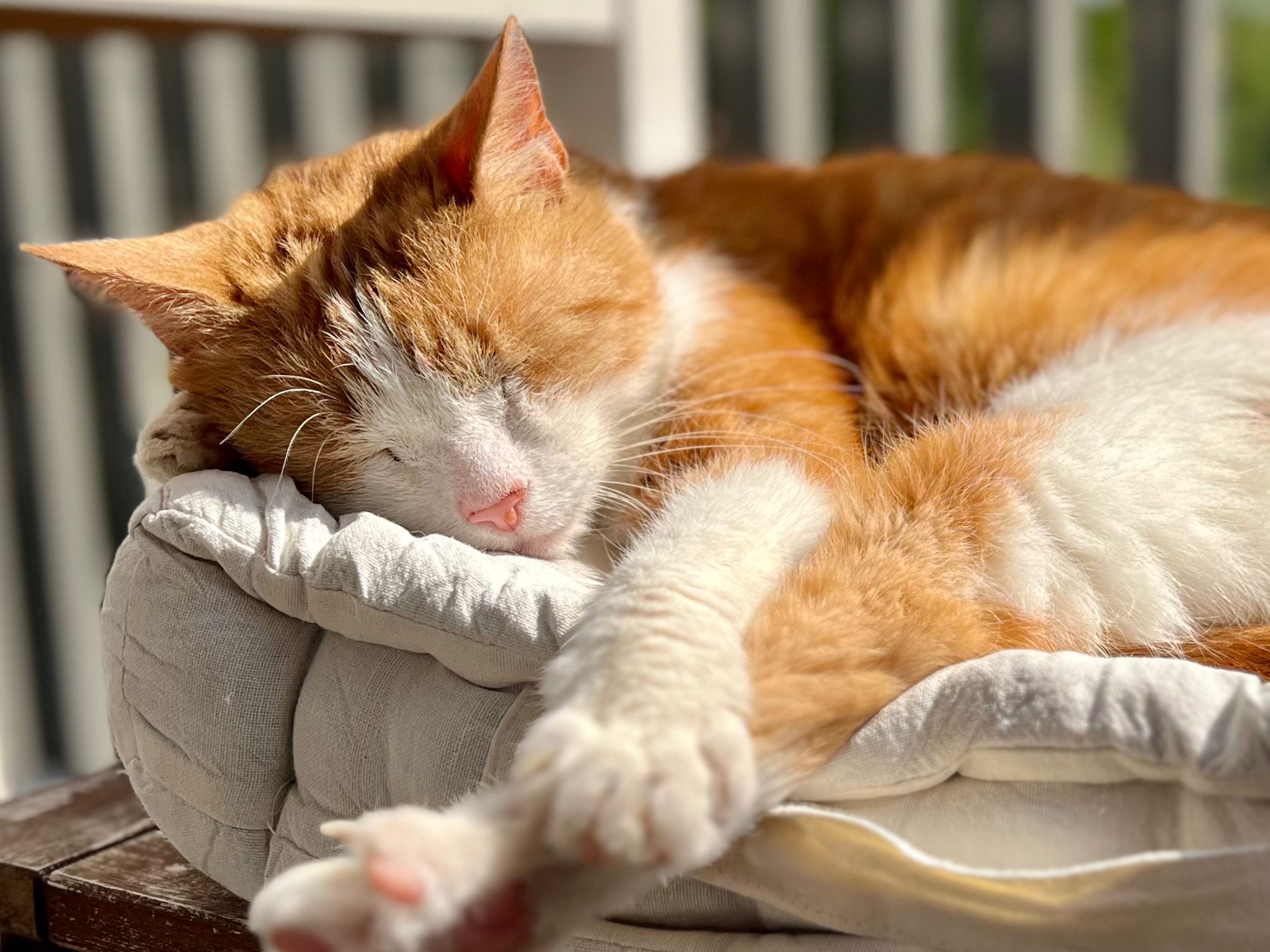 Foto: 4 oktober is het Dierendag: dit doen de baasjes in Veldhoven voor hun huisdier