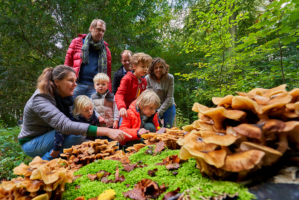 Foto: IVN organiseert paddenstoelenwandeling in Heeze