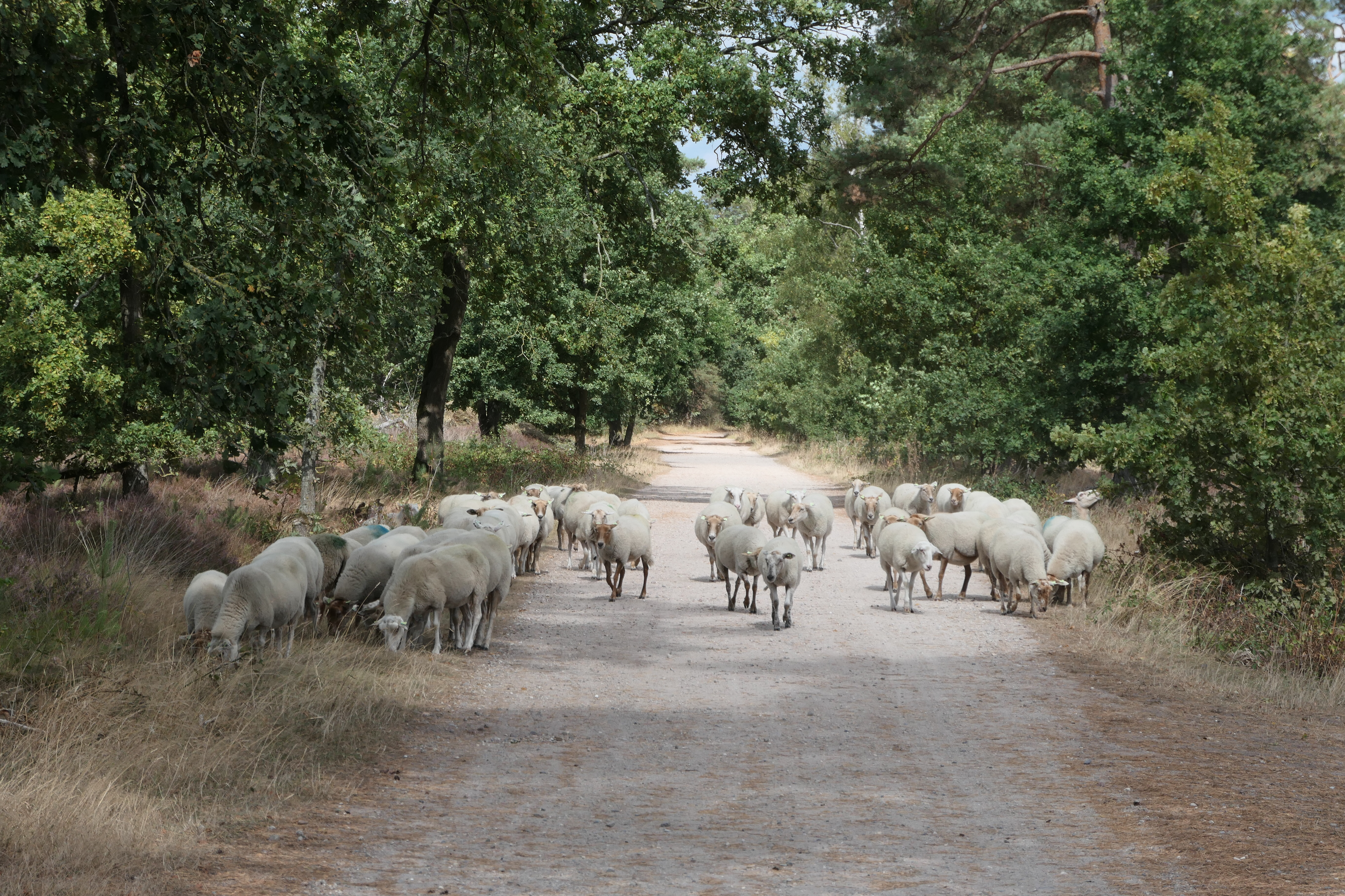 Foto: Groene veerkracht-wandeling IVN Cranendonck en IVN Weert in het Weerterbos