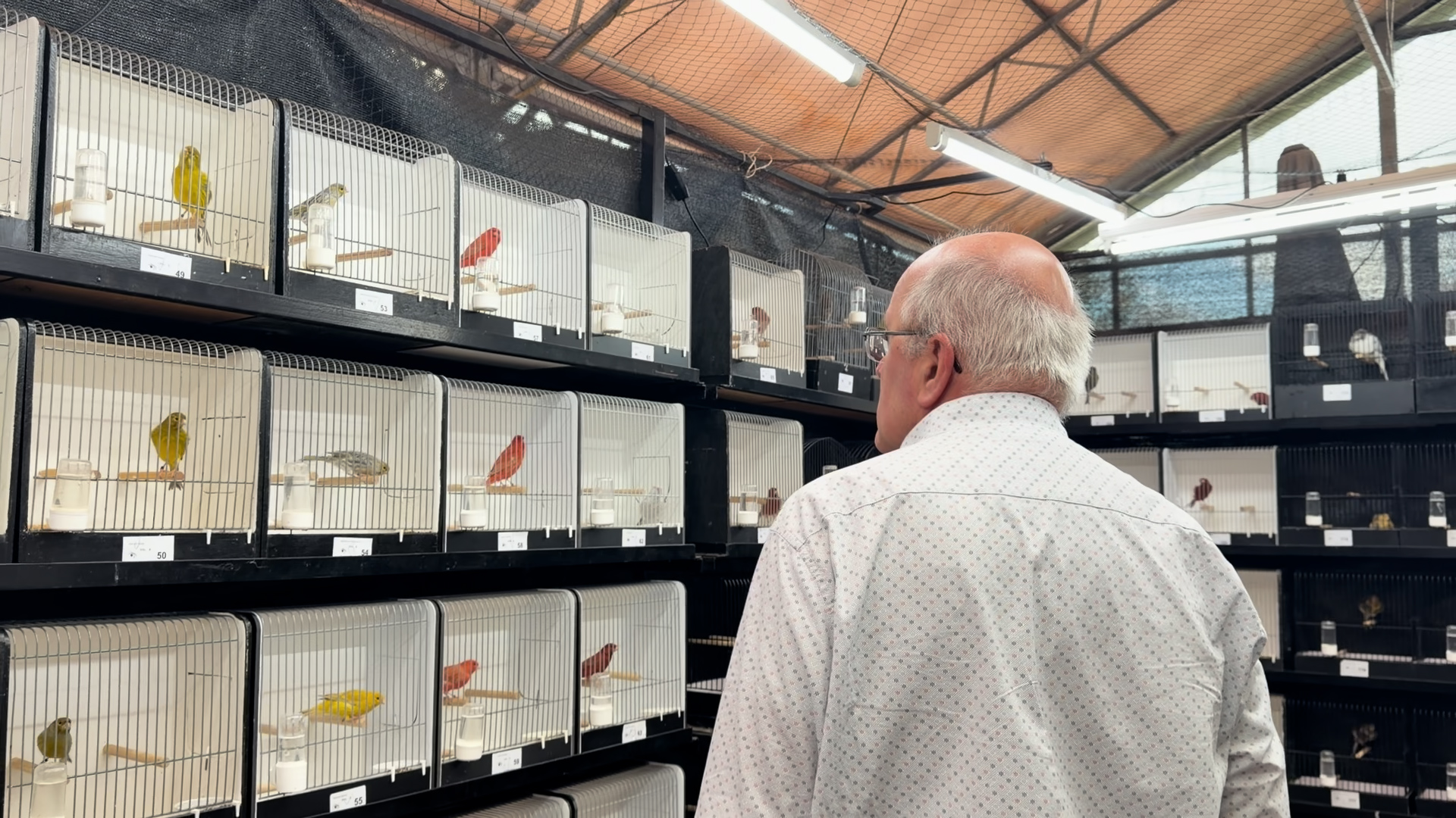 Foto: Vogelvereniging Veldhoven hoopt met jubileum tentoonstelling nieuwe liefhebbers te trekken
