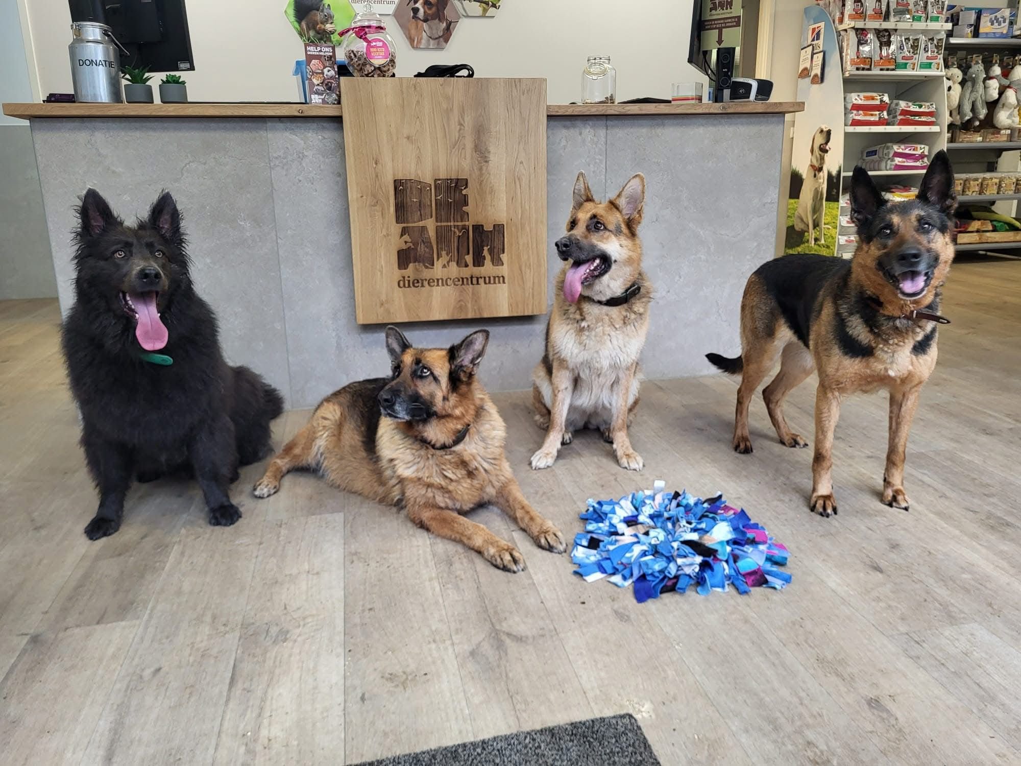 Foto: Herder Hailey krijgt nieuw thuis na avontuur op de A28