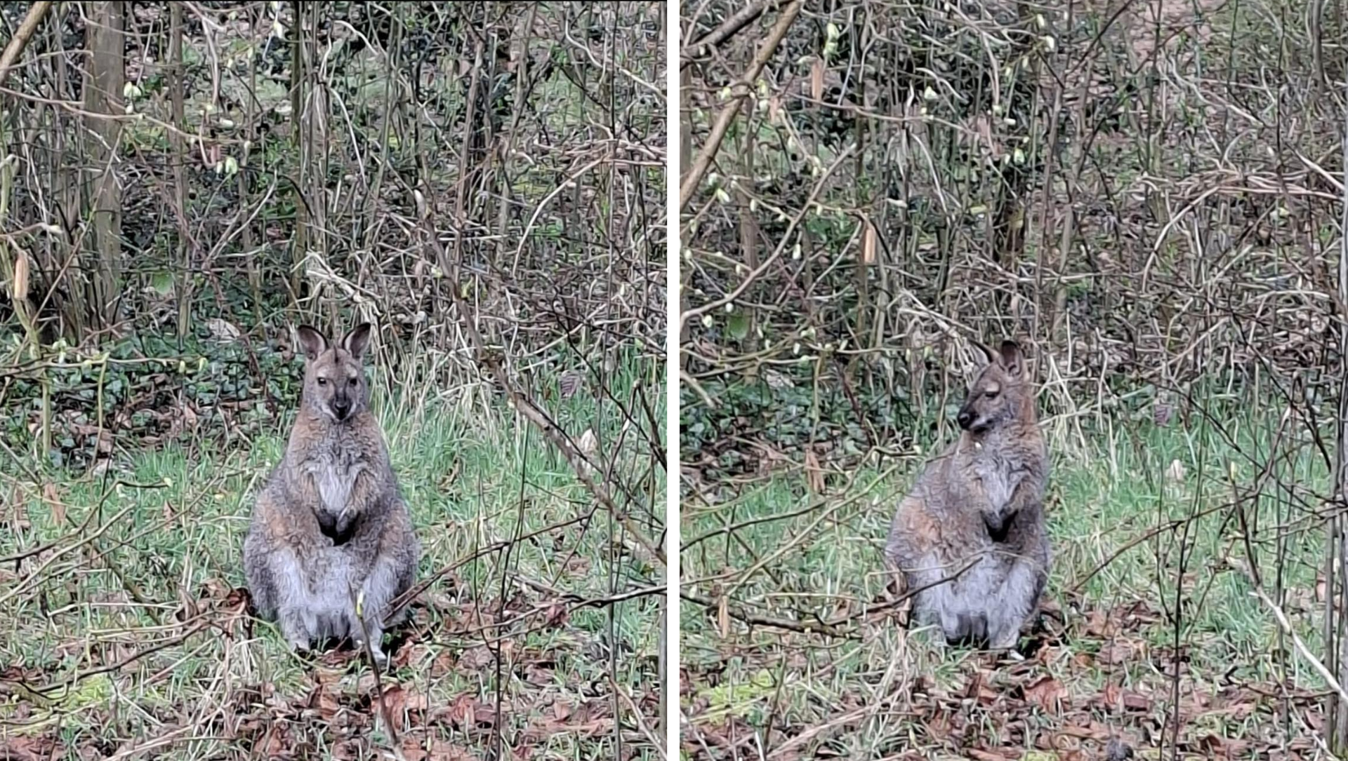 Foto: Deze onverwachte bezoeker hield zich weeklang schuil in Koudhoorn