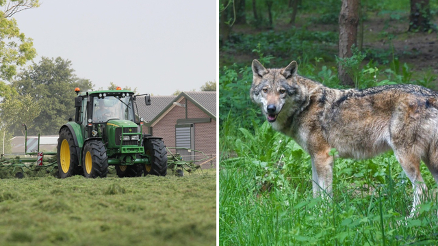 Foto: Stikstof en de wolf: Dit is wat de gemeente wél en niet kan beslissen