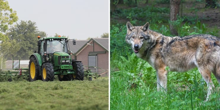 Foto: Stikstof en de wolf: Dit is wat de gemeente wél en niet kan beslissen