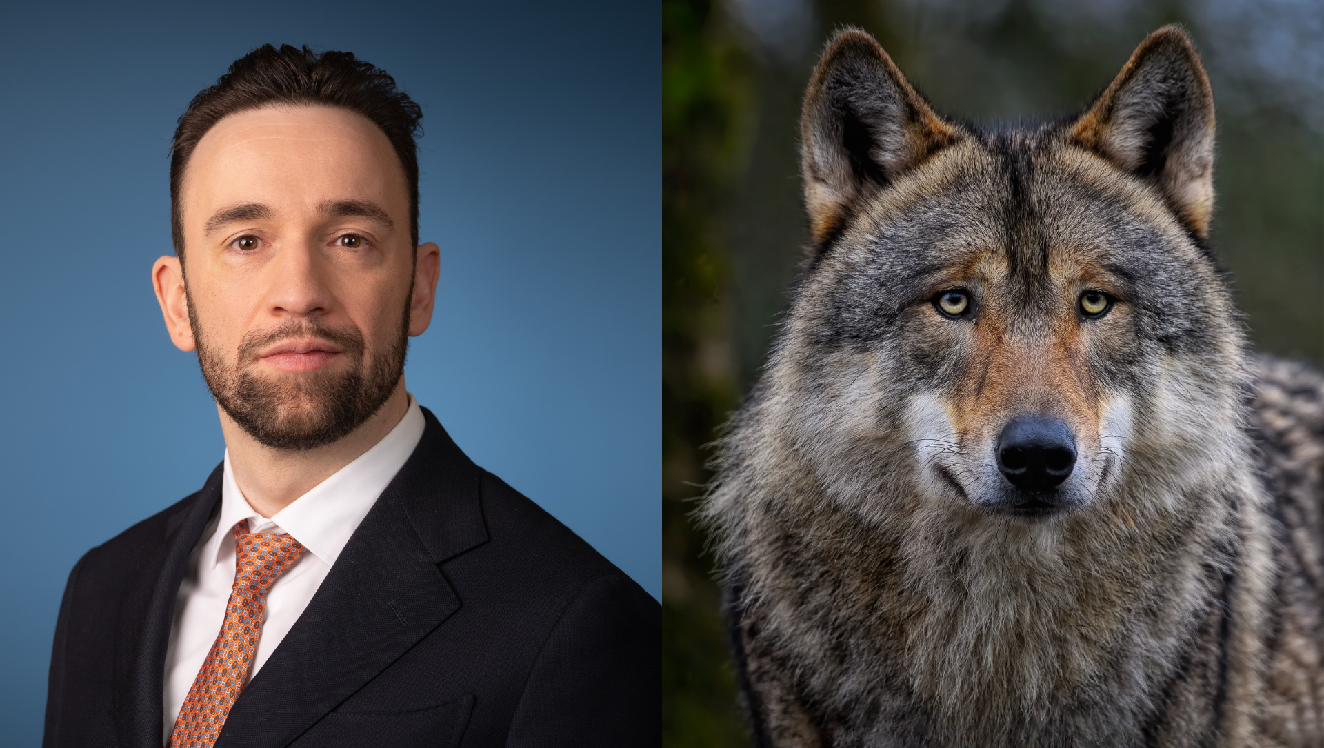 Foto: Nieuwe plannen: kabinet wil wolf 'afschrikken en sneller ingrijpen'