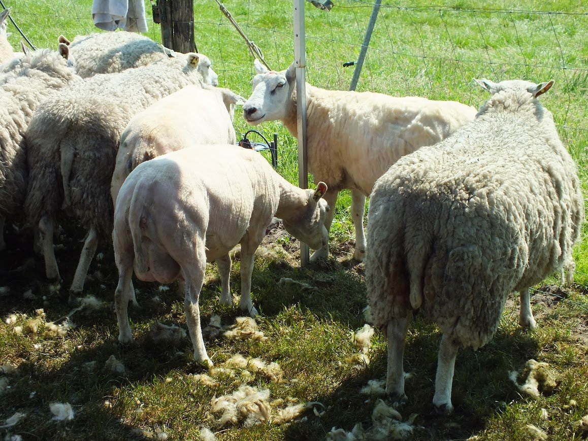 Foto: Standhouders gezocht voor Schaapscheerdersfeest in Oldebroek