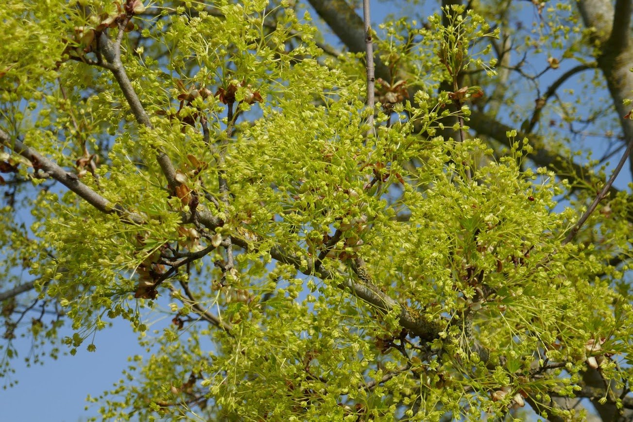 Drie vespers in Andreaskerk Hattem in Stille Week voor Pasen