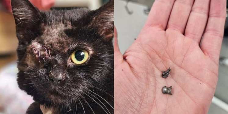 Foto: Na twee kogels en een zware operatie is er nu eindelijk een thuis voor poes Bambi