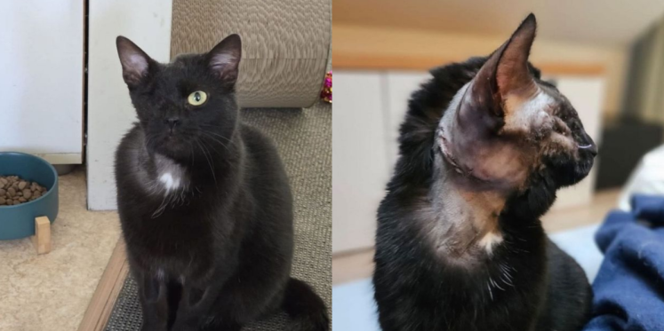 Foto: Na twee kogels en een zware operatie is er nu eindelijk een thuis voor poes Bambi