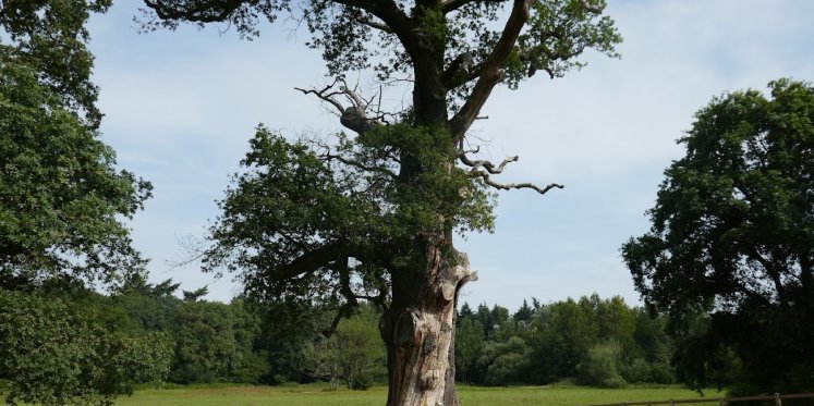 Foto: Inspiratiemarkt bij IntermeZZo over ‘leven, afscheid en verder leven na verlies’