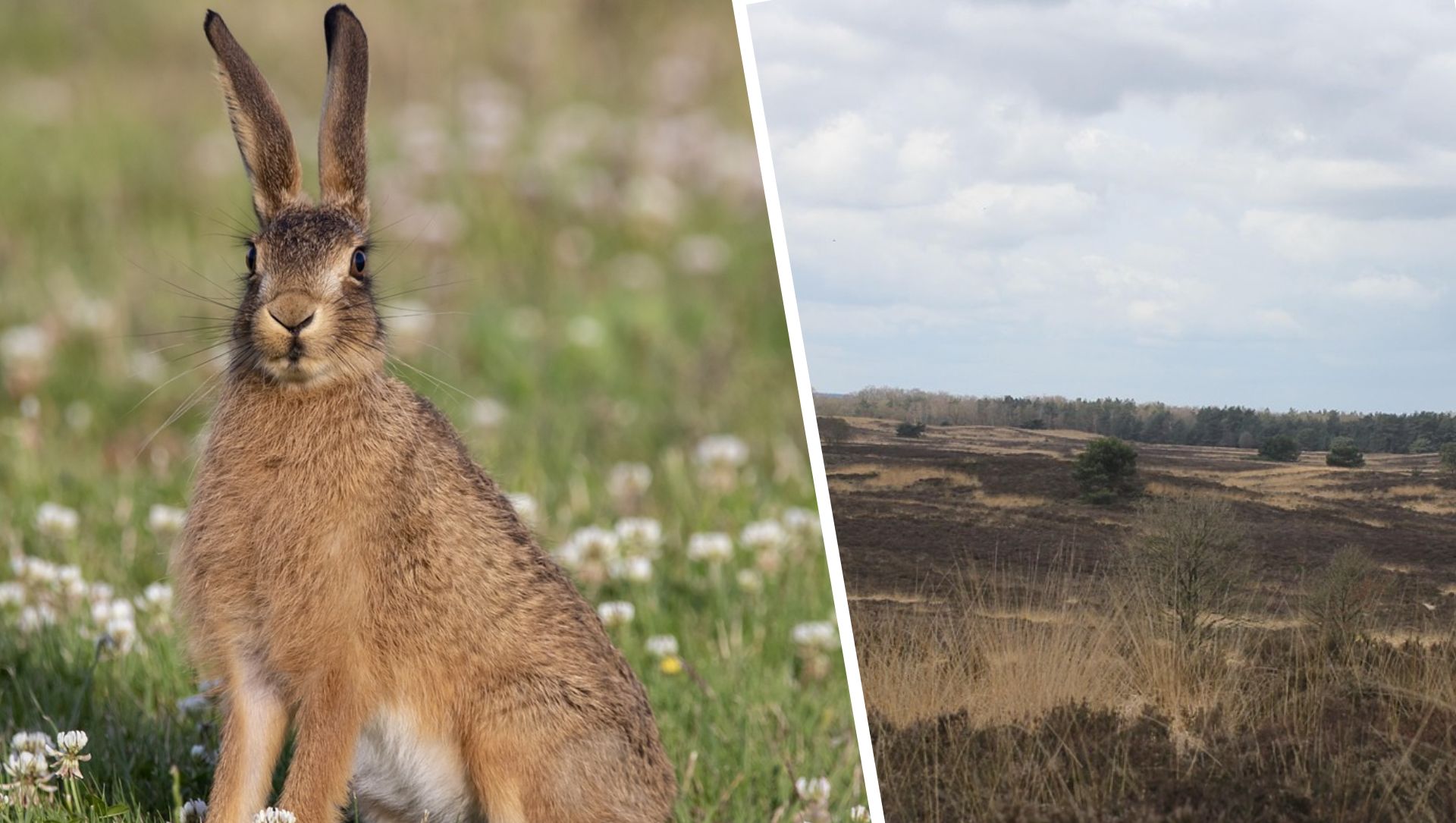 Foto: Opvallend meer hazen langs Veluwerandmeren