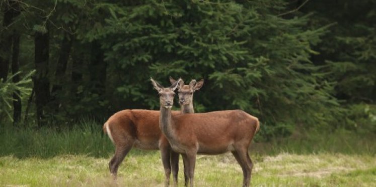 Foto: Wildobservatie op landgoed De Dellen