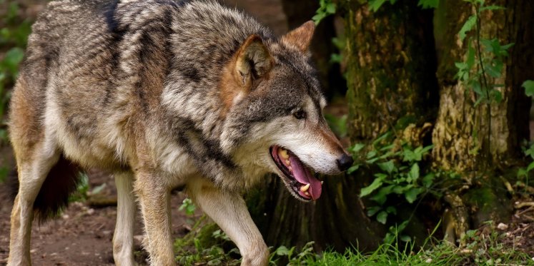 Foto: Wolf duikt op ongebruikelijke plekken op in Epe