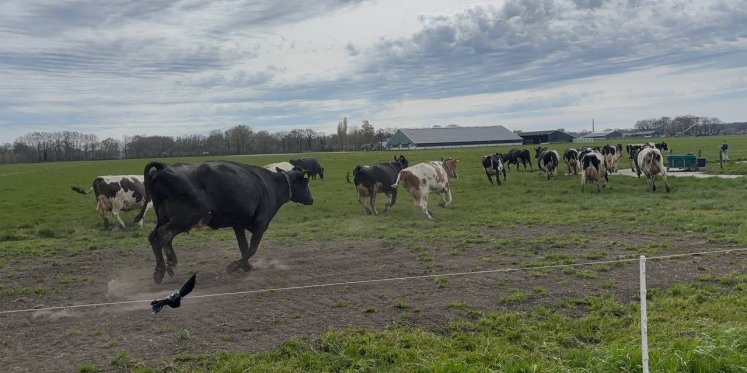 Foto: VIDEO: Koeien dansen de lente tegemoet in Doornspijk