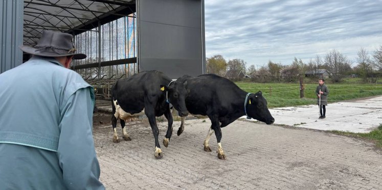 Foto: VIDEO: Koeien dansen de lente tegemoet in Doornspijk