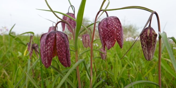 Foto: Foto's: Op pad naar de kievitsbloem