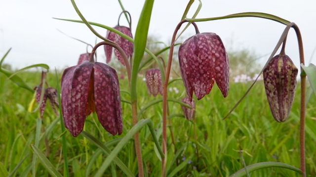 Foto: Foto's: Op pad naar de kievitsbloem