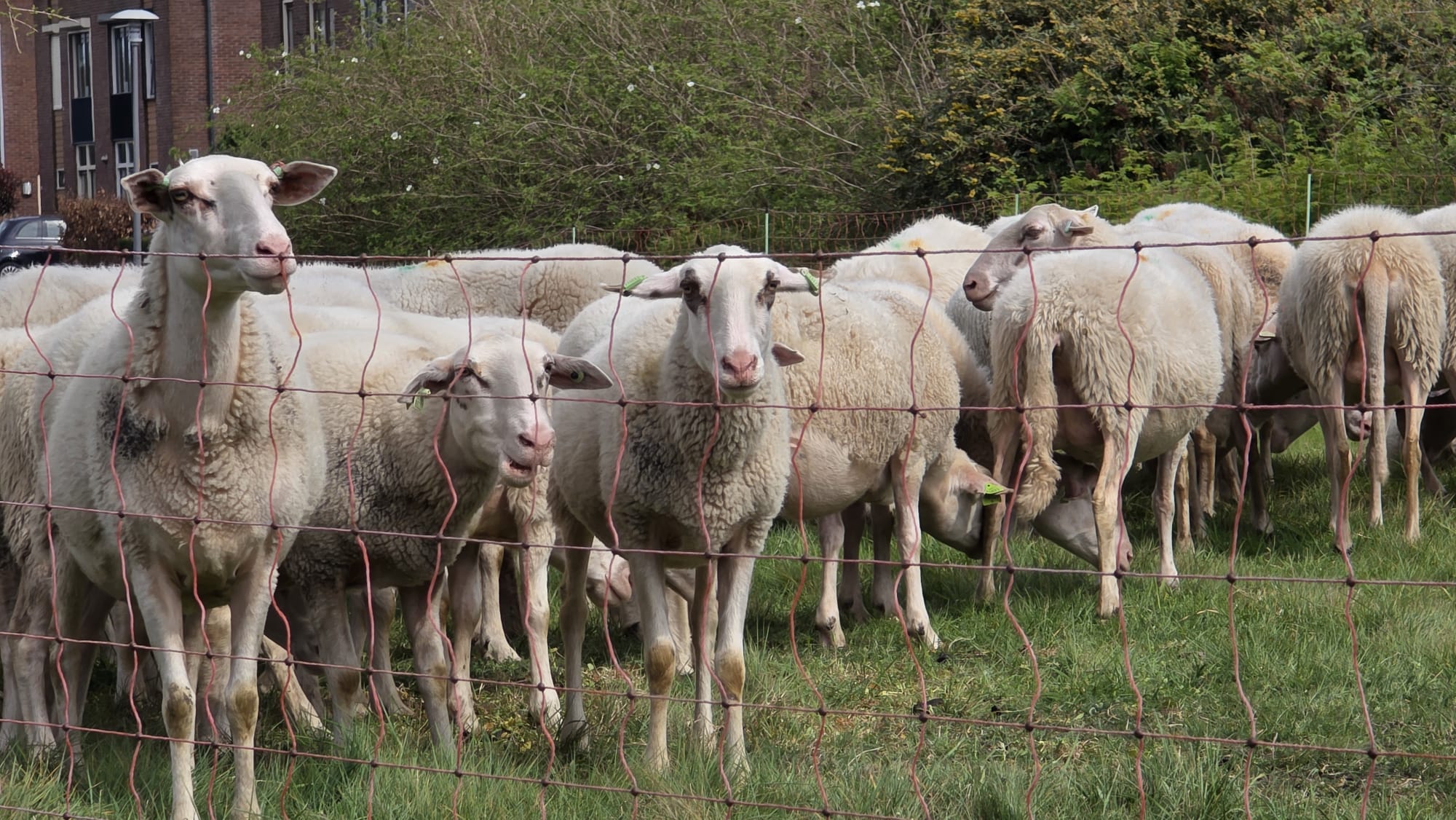 Foto: Nijkerkse schaapskudde feestelijk onthaald