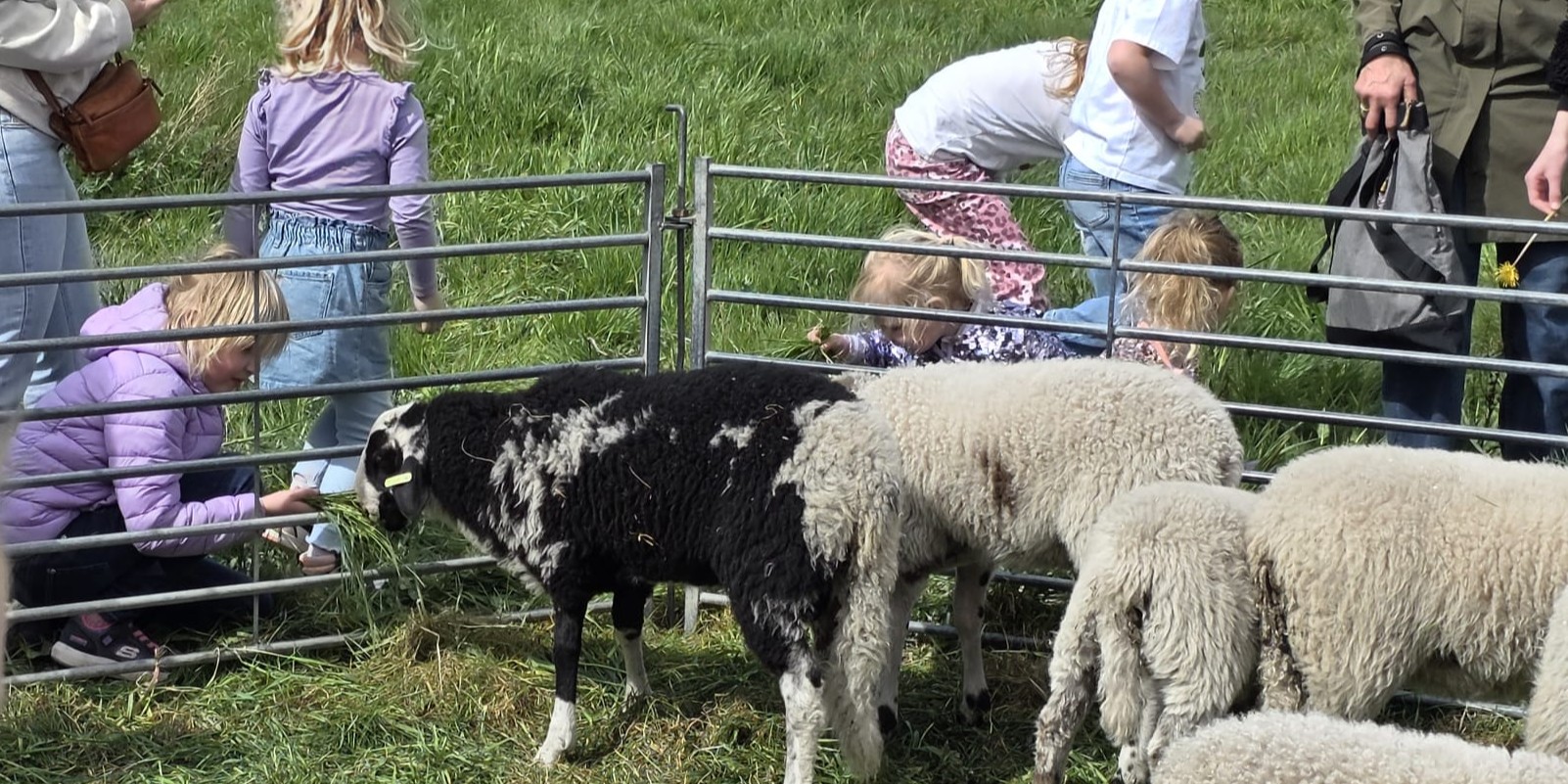 Foto: Nijkerkse schaapskudde feestelijk onthaald