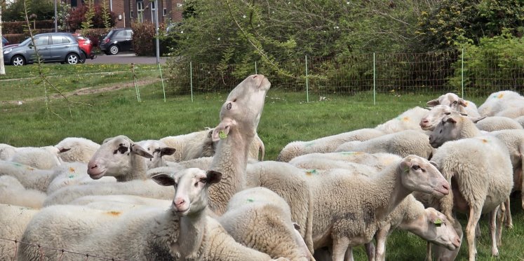 Foto: Nijkerkse schaapskudde feestelijk onthaald