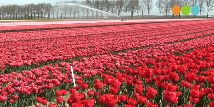 Foto: VIDEO: Tulpenroute Flevoland volop in bloei: 'Geniet vooral in april'