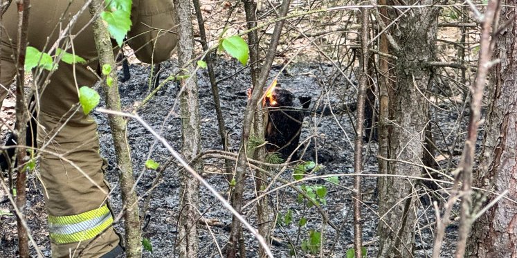 Foto: Snelle inzet voorkomt uitbreiding van bosbrand bij Vierhouten
