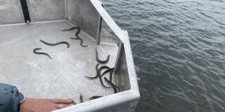 Foto: Opening vaarseizoen Elburg met tewaterlating botter EB25