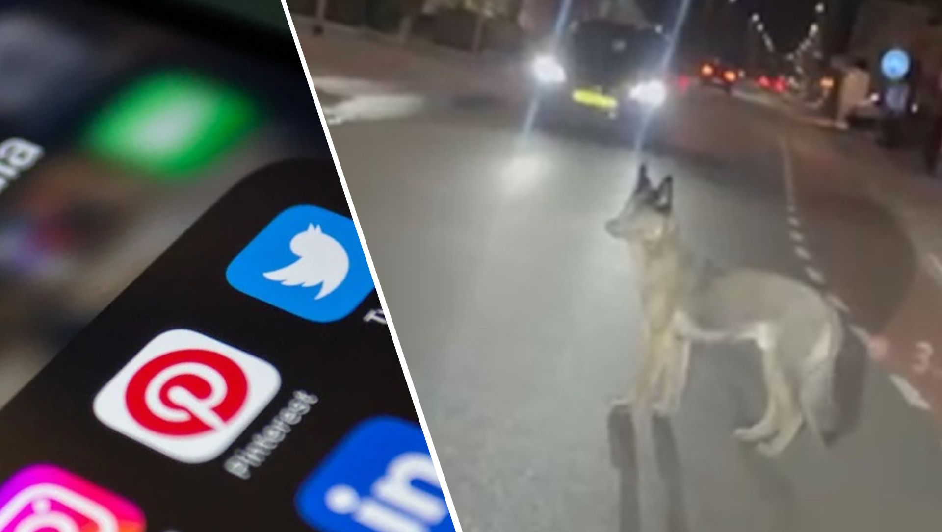 Foto: Geen wolf in Oldebroek: 'Zonder twijfel een hond'